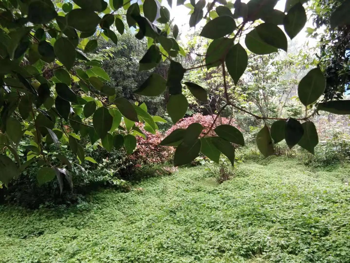 心中無塵，歲月生香
