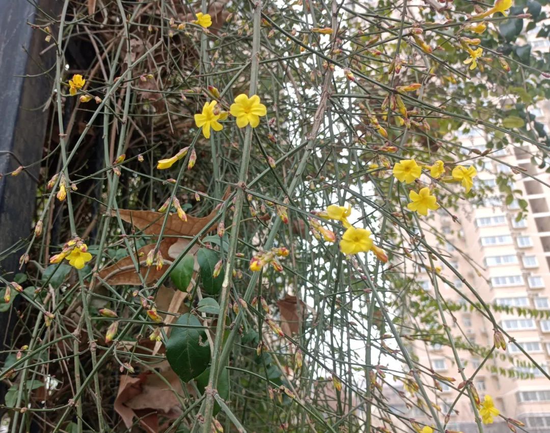 迎春花開，奔赴希望之約